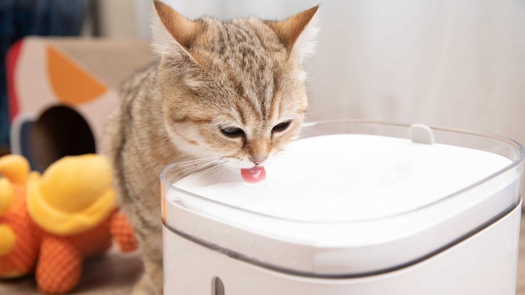 Accesorios inteligentes que tu mascota amará en esta&nbsp;navidad